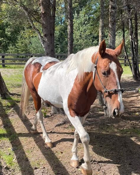 Get a horse, pony, mule, mare, gelding, stallion, foal, horse breeding & more on Kijiji Classifieds. . Kijiji horses for sale alberta